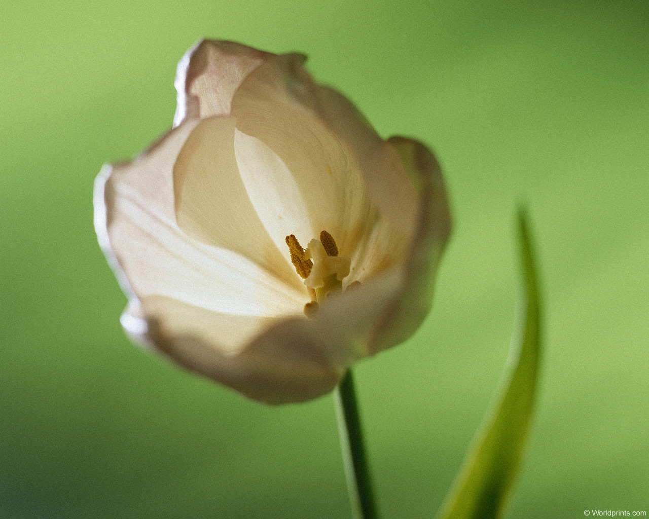  flowers flower    