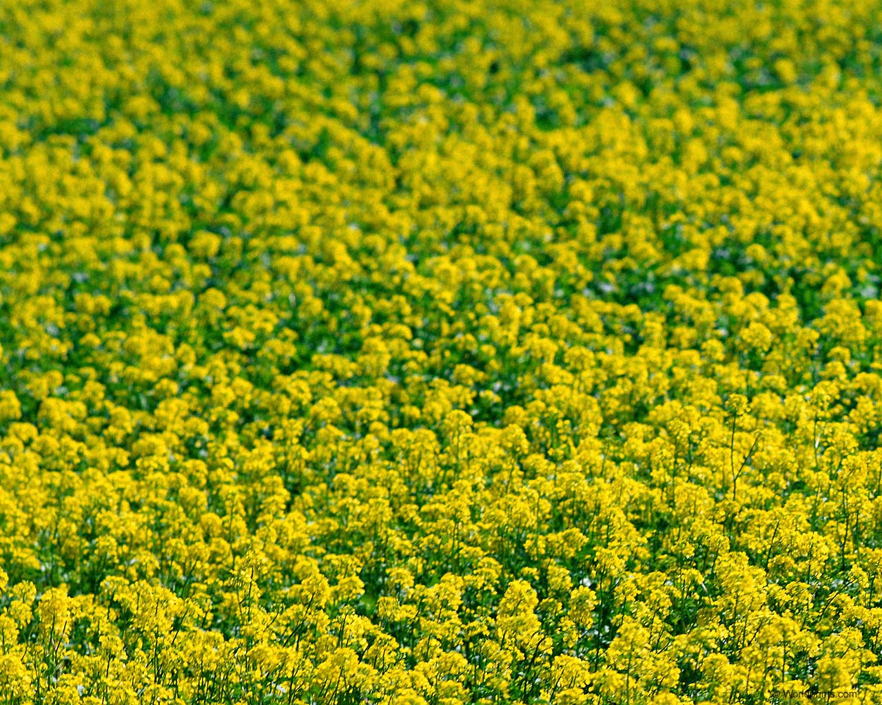  flowers flower    