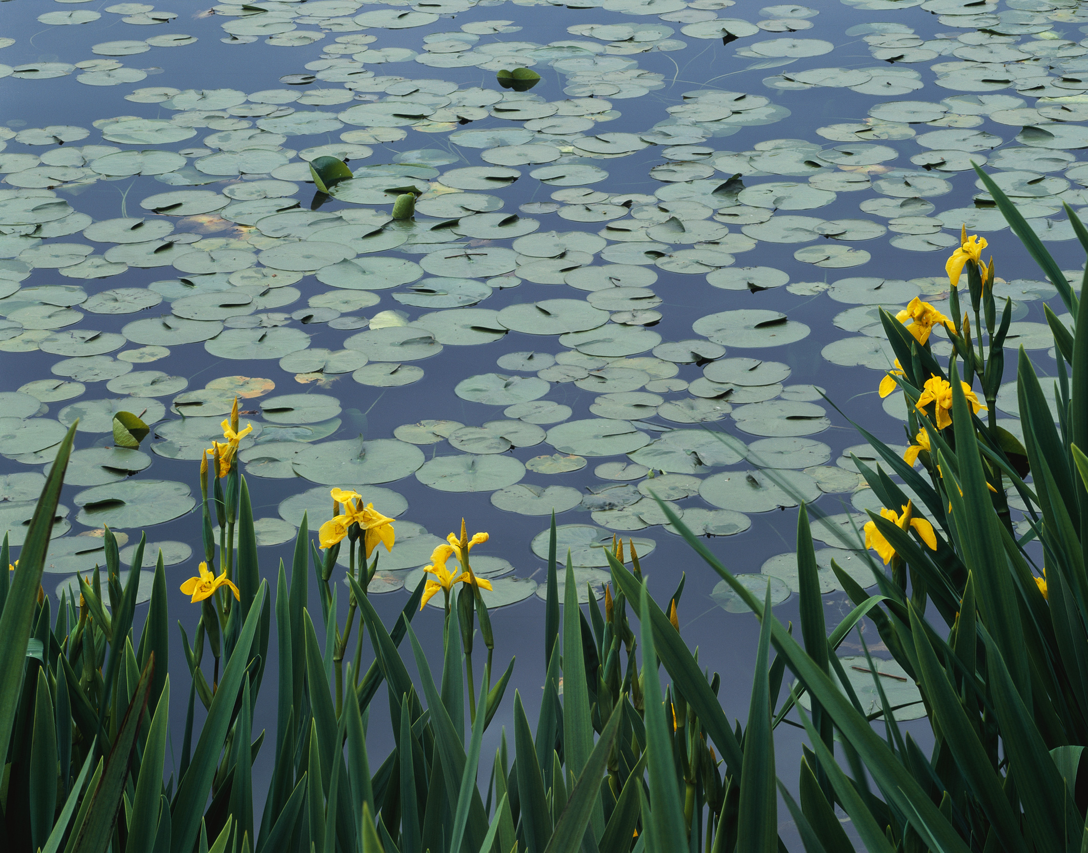 flowers flower    