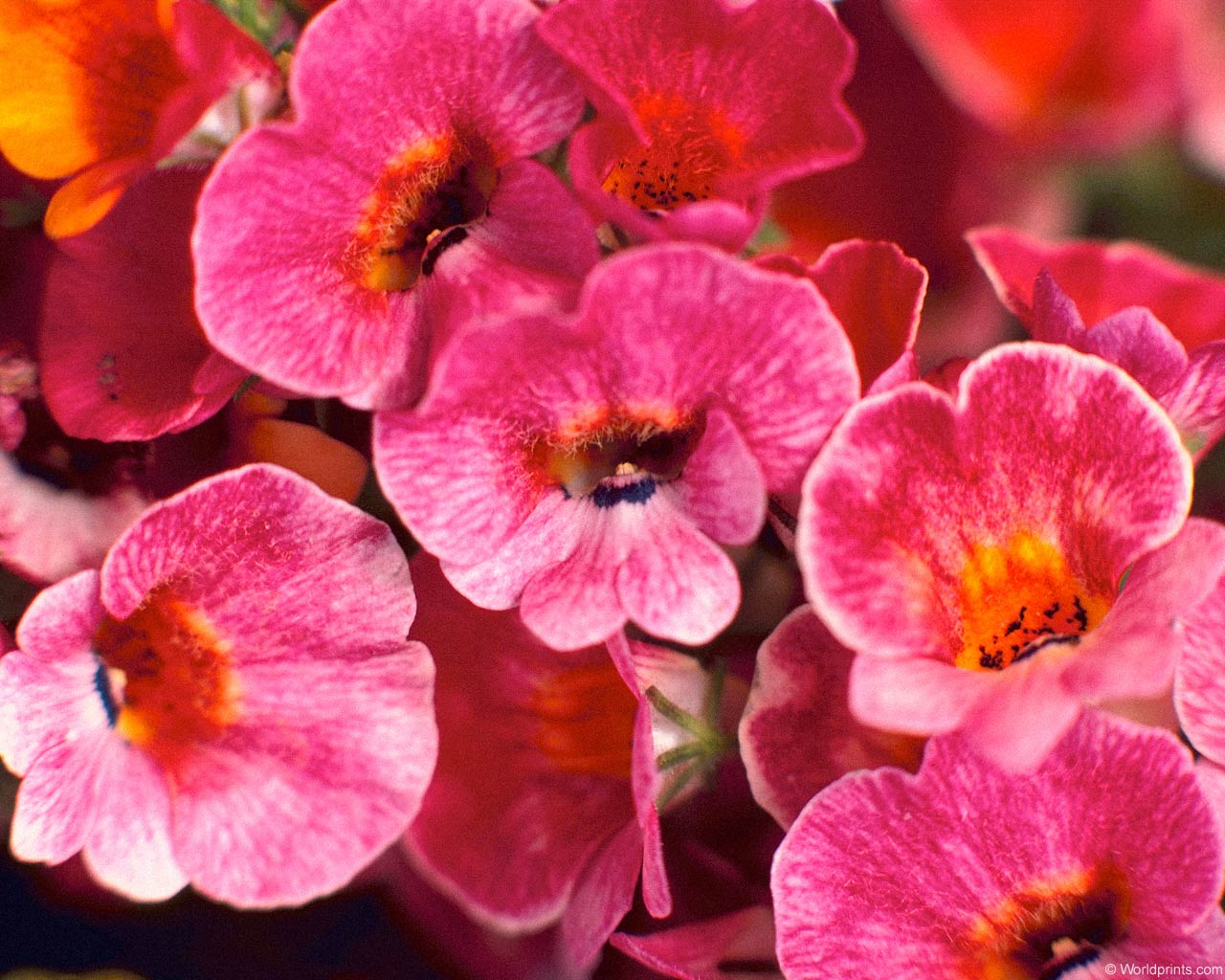  flowers flower    