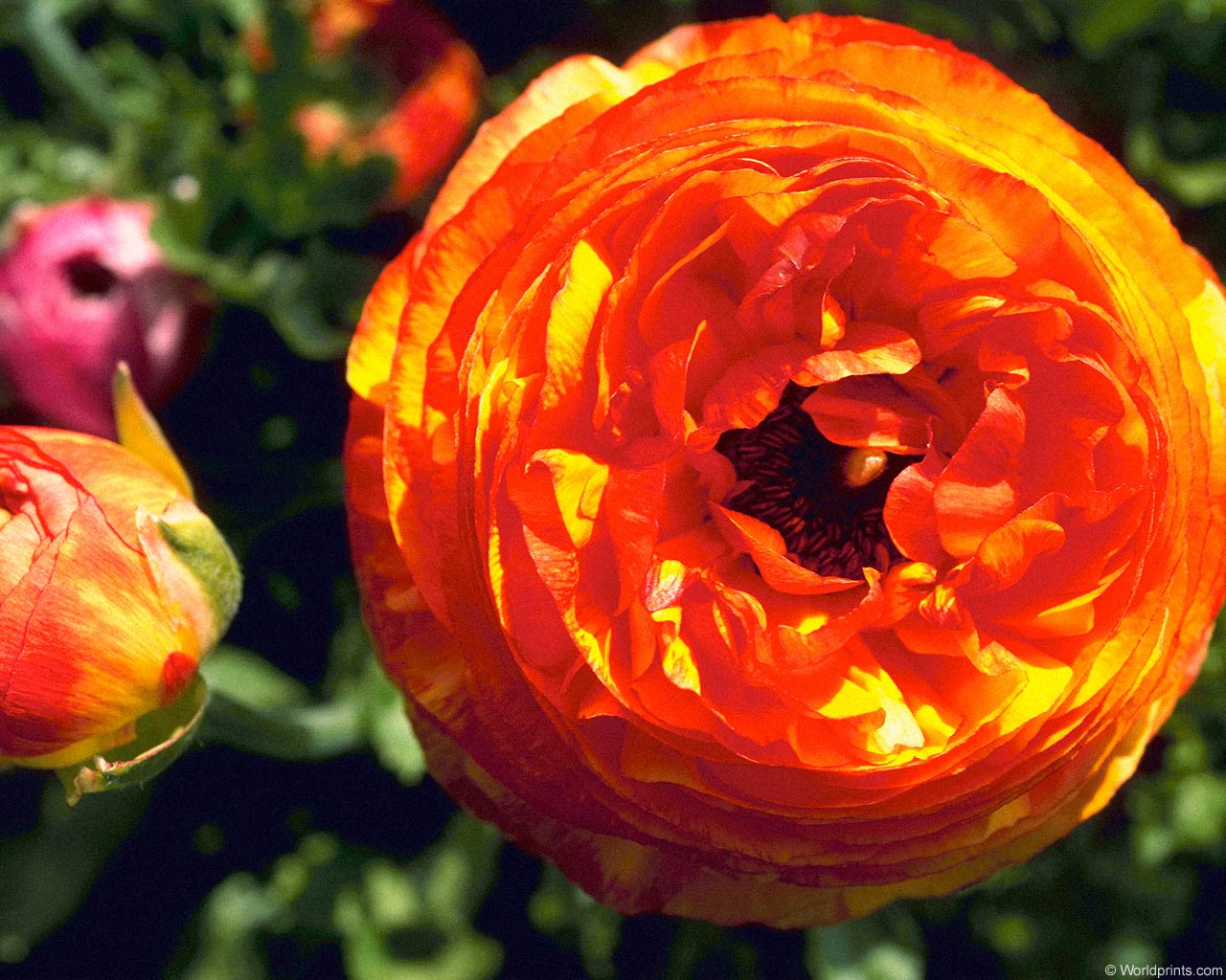  flowers flower    