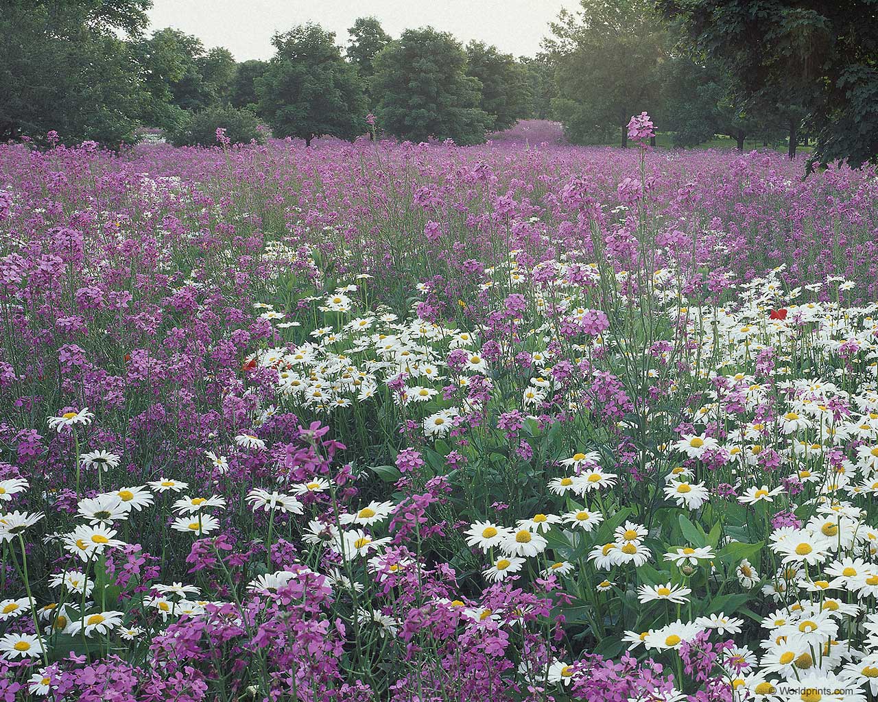 flowers flower    