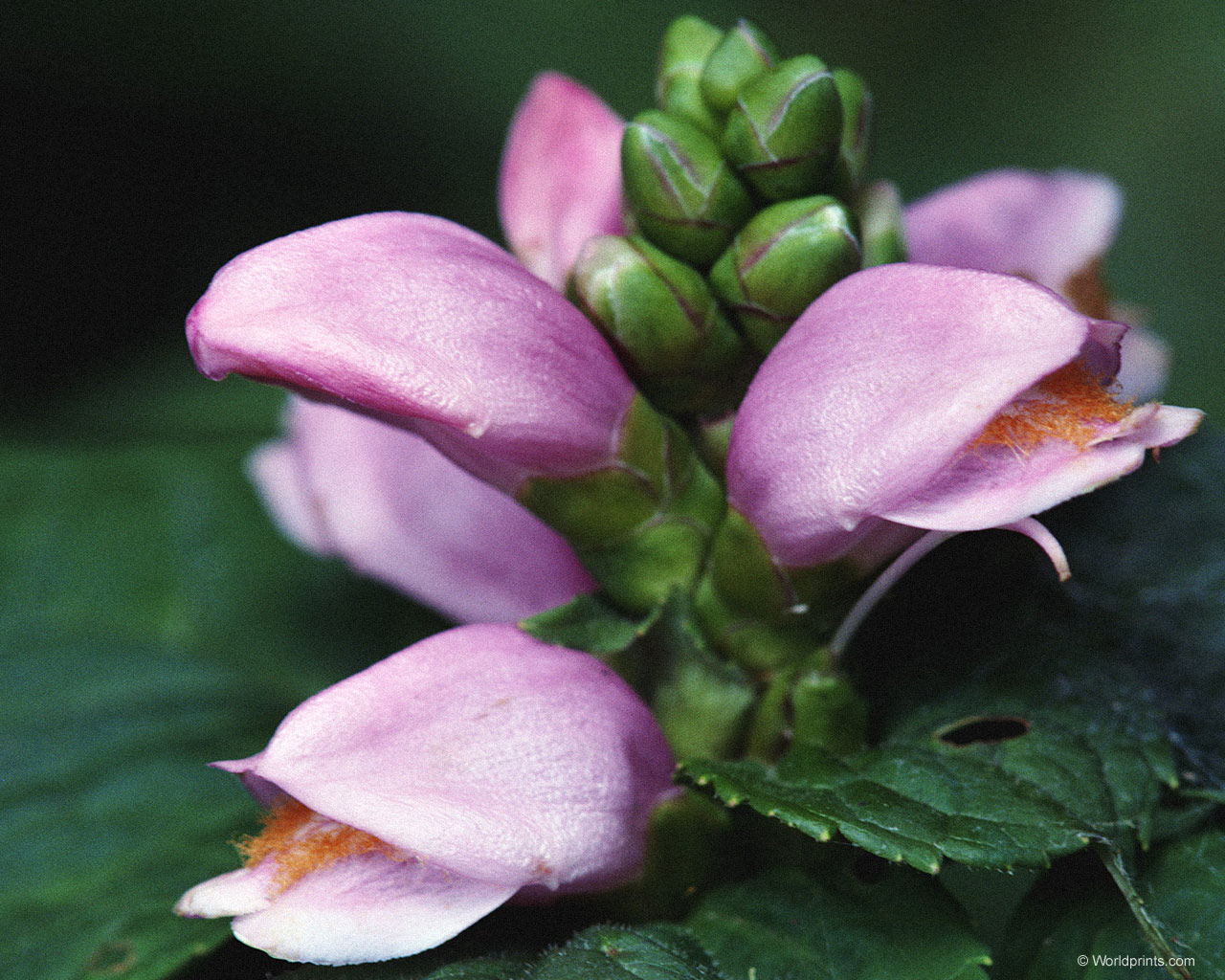  flowers flower    