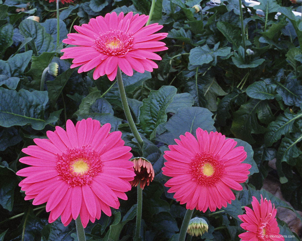  flowers flower    