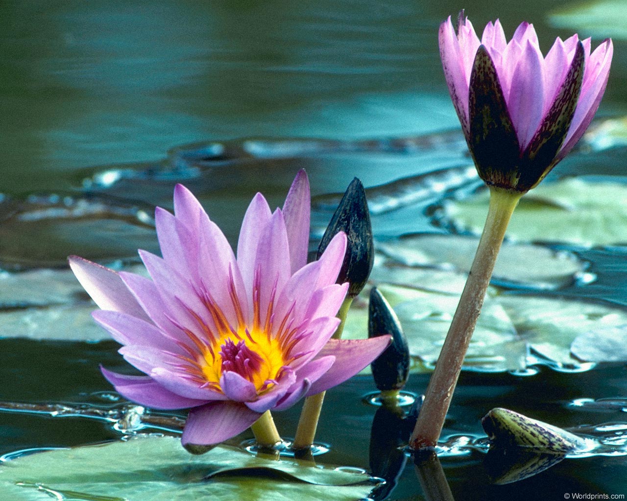  flowers flower    