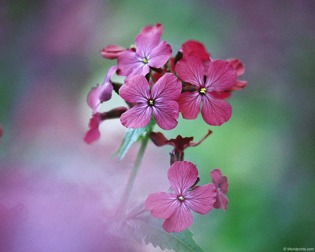  flowers flower    
