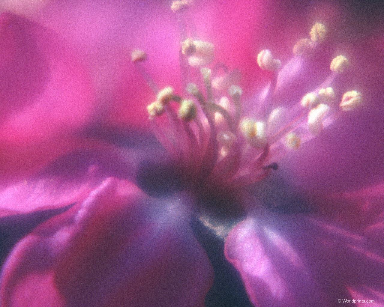  flowers flower    