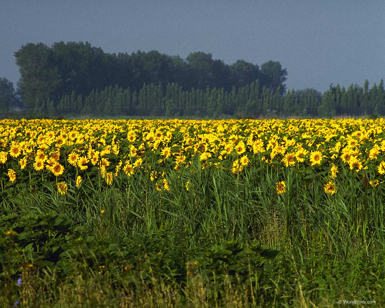  flowers flower    