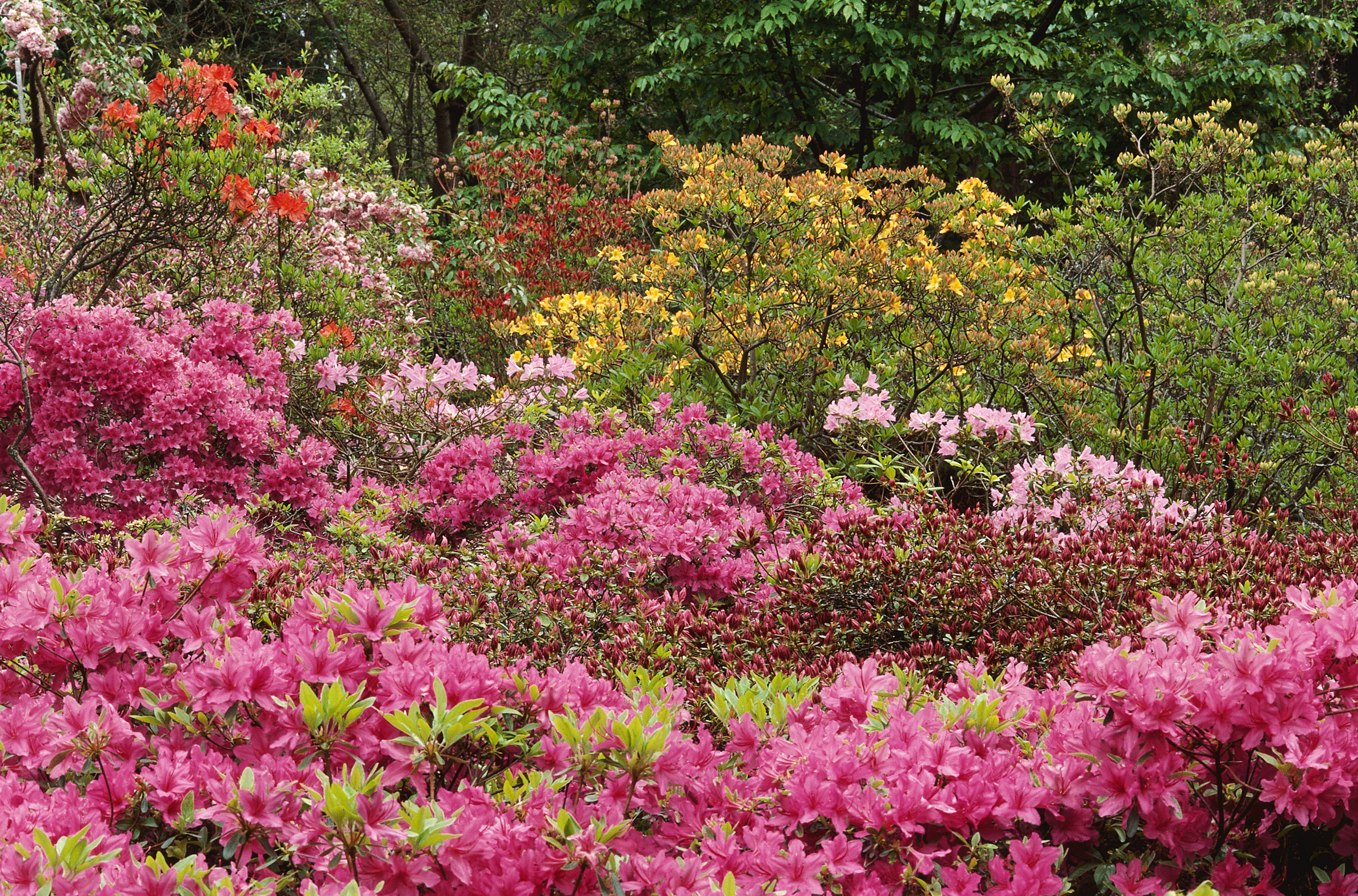  flowers flower    