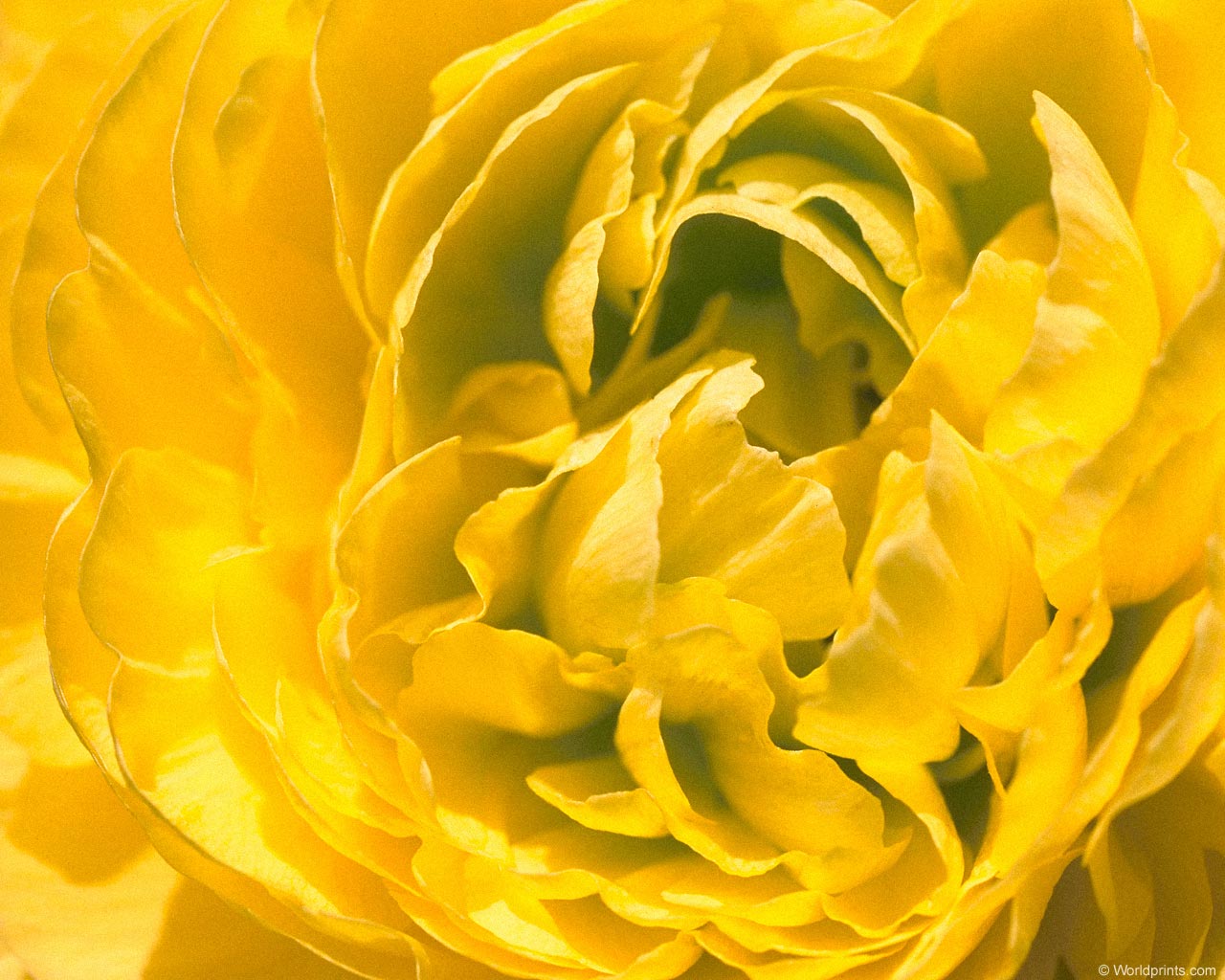  flowers flower    