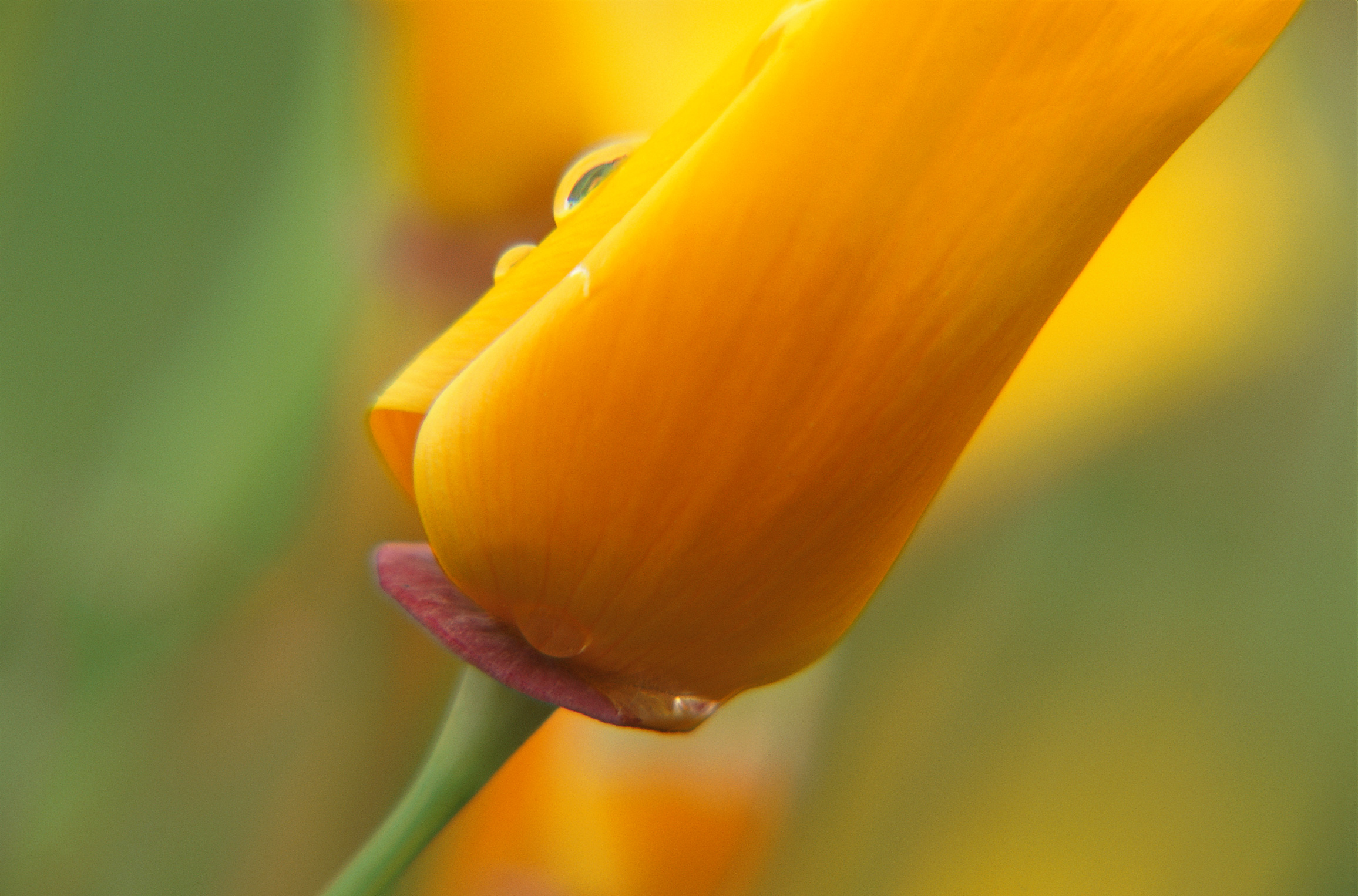  flowers flower    
