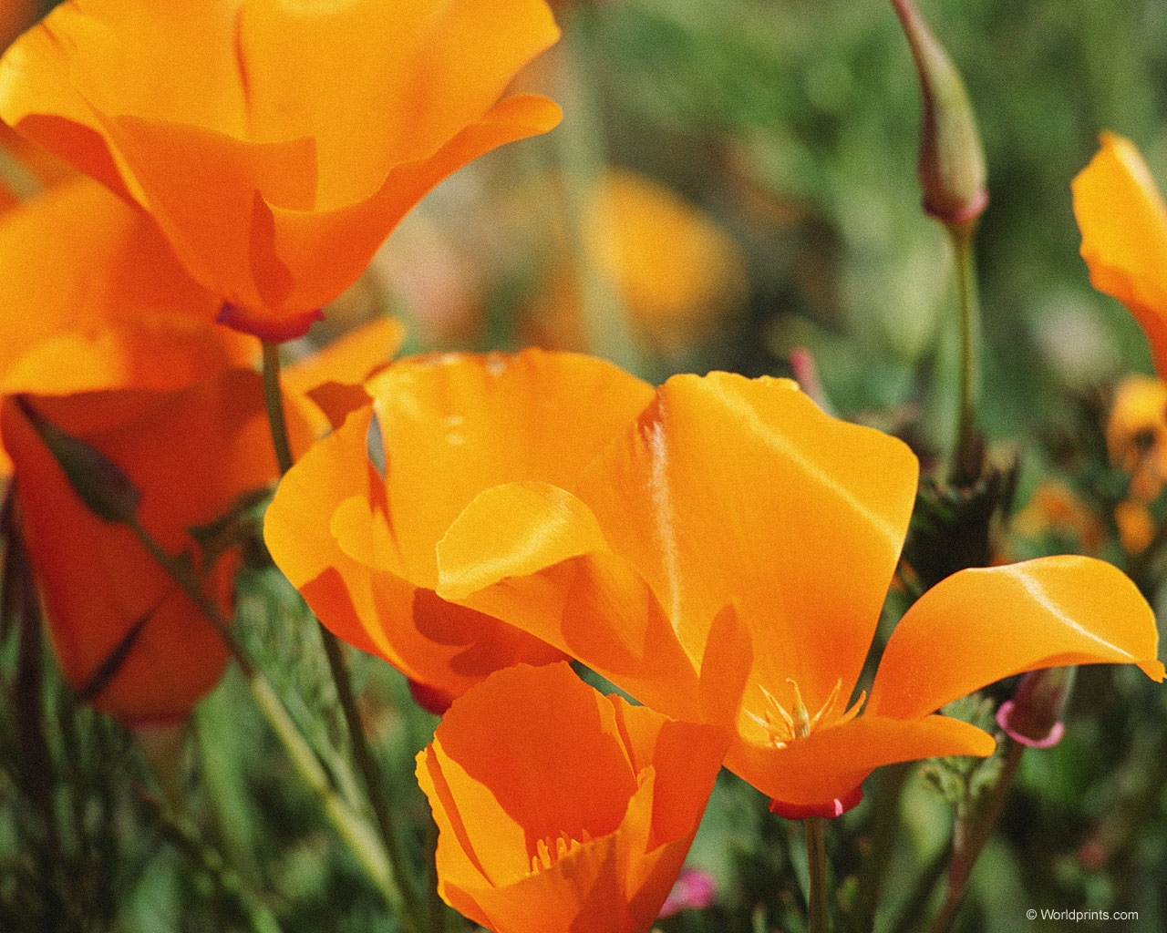  flowers flower    