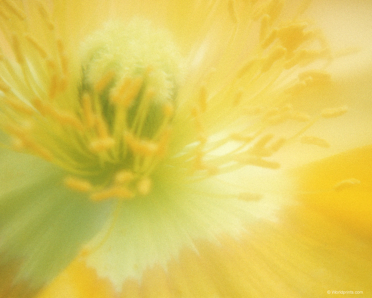  flowers flower    