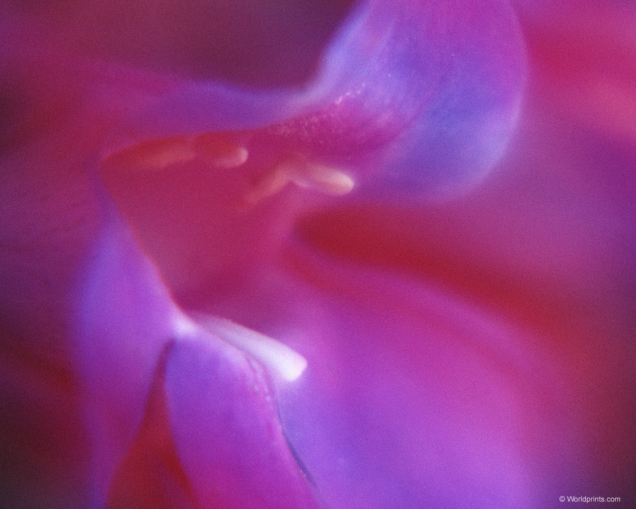  flowers flower    