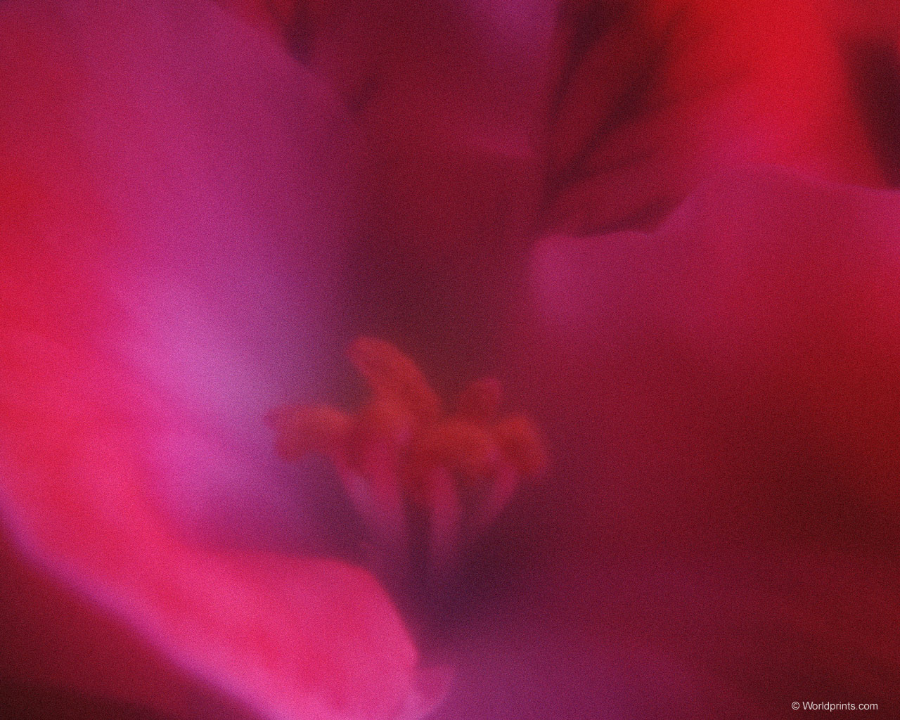  flowers flower    