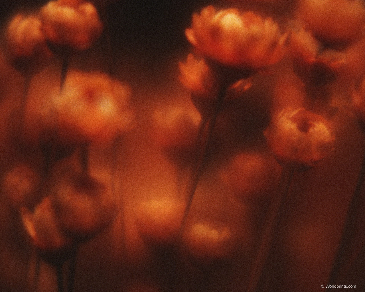  flowers flower    