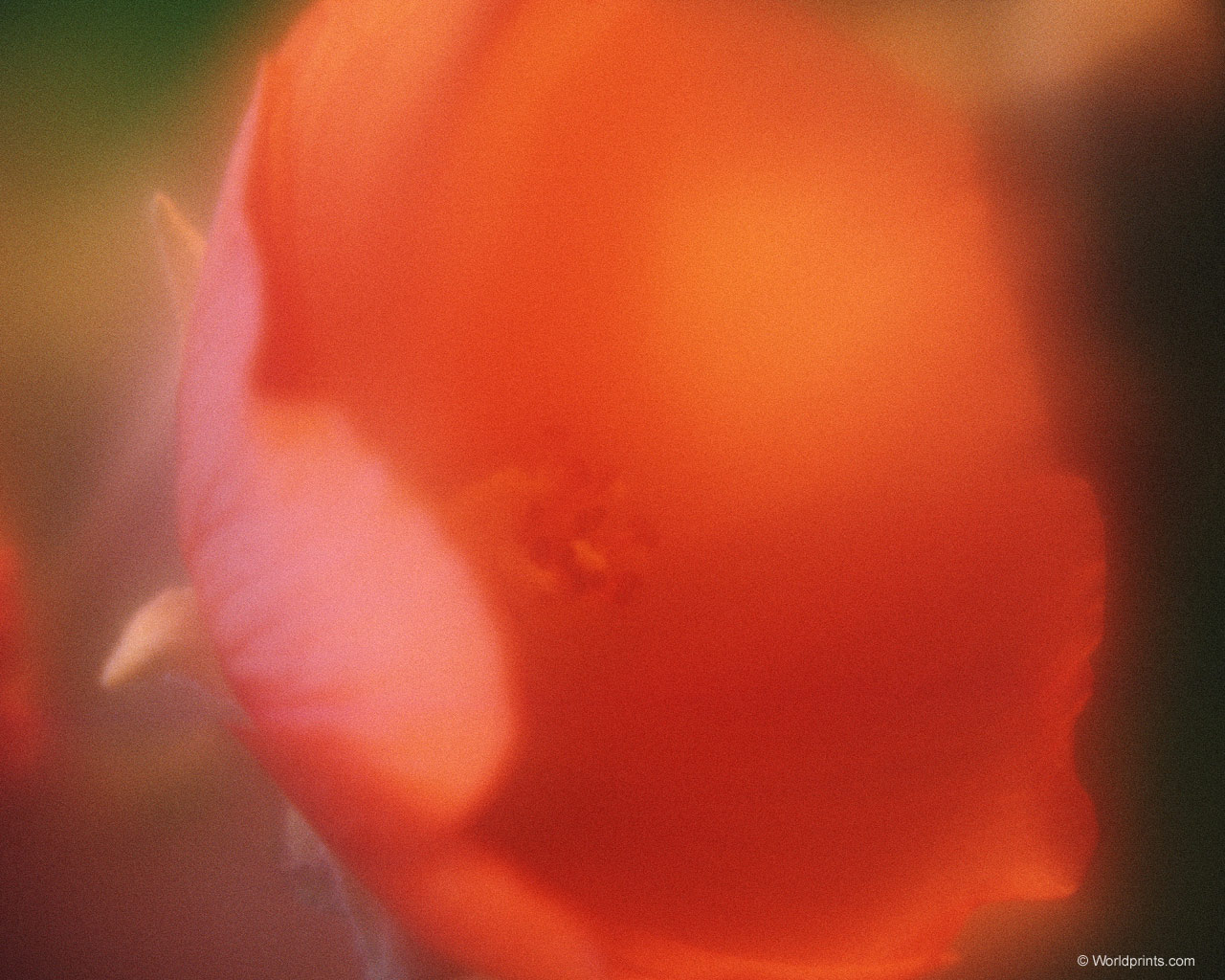  flowers flower    