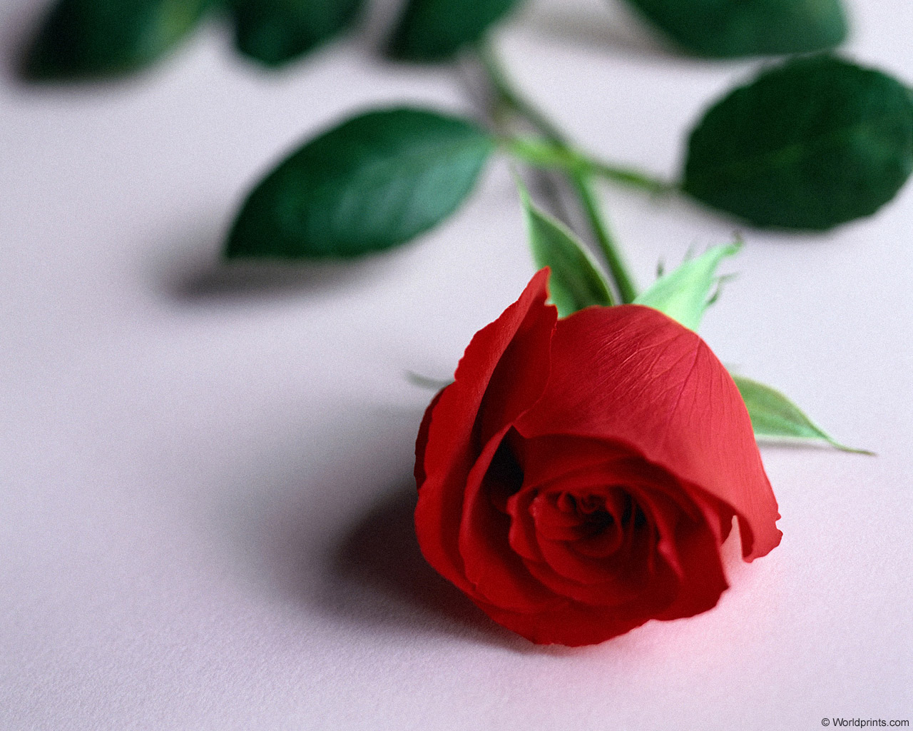  flowers flower    