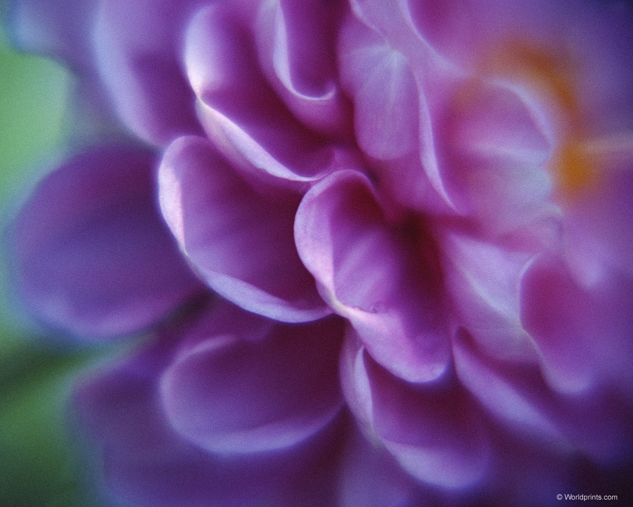  flowers flower    