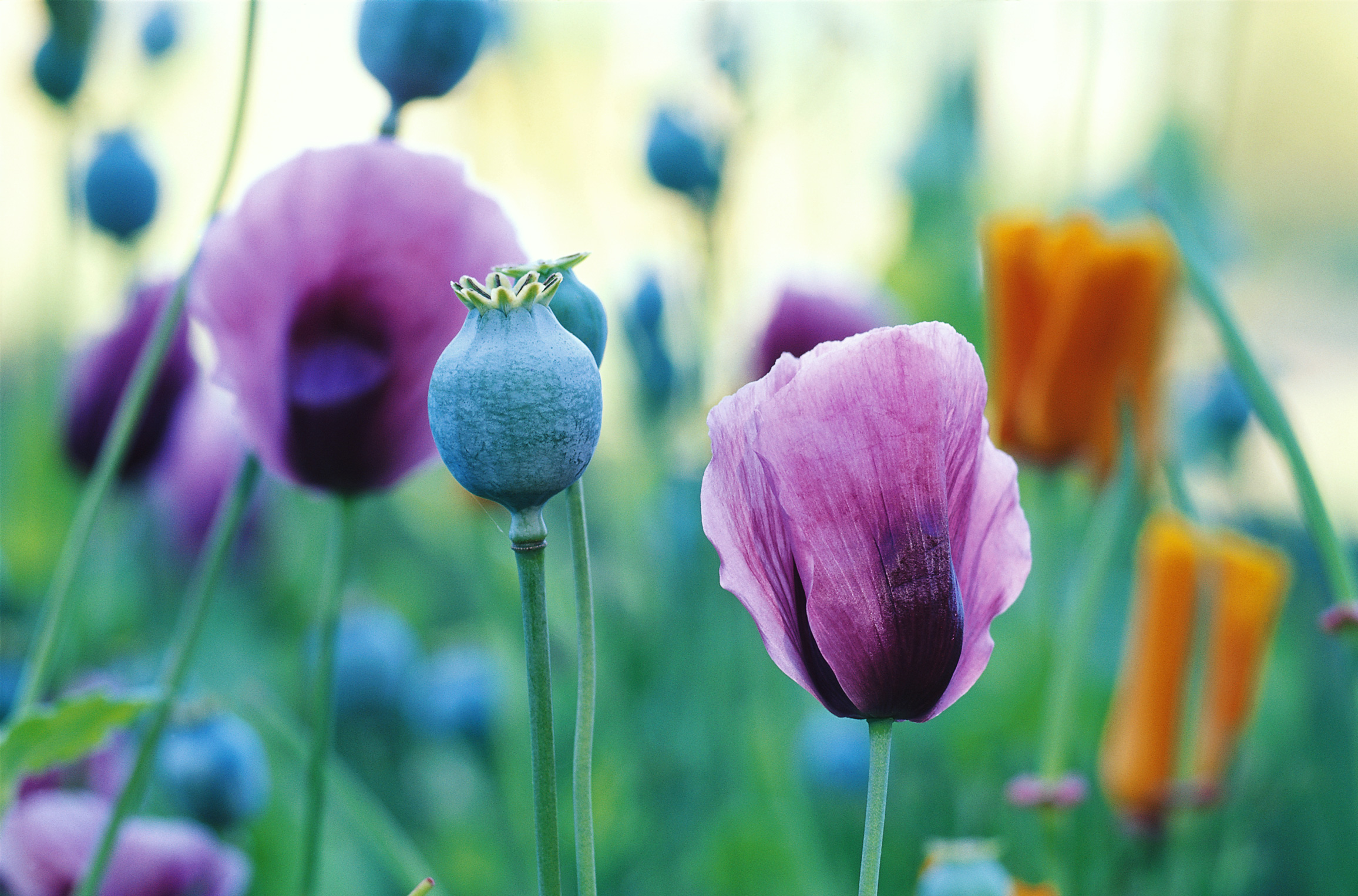  flowers flower    