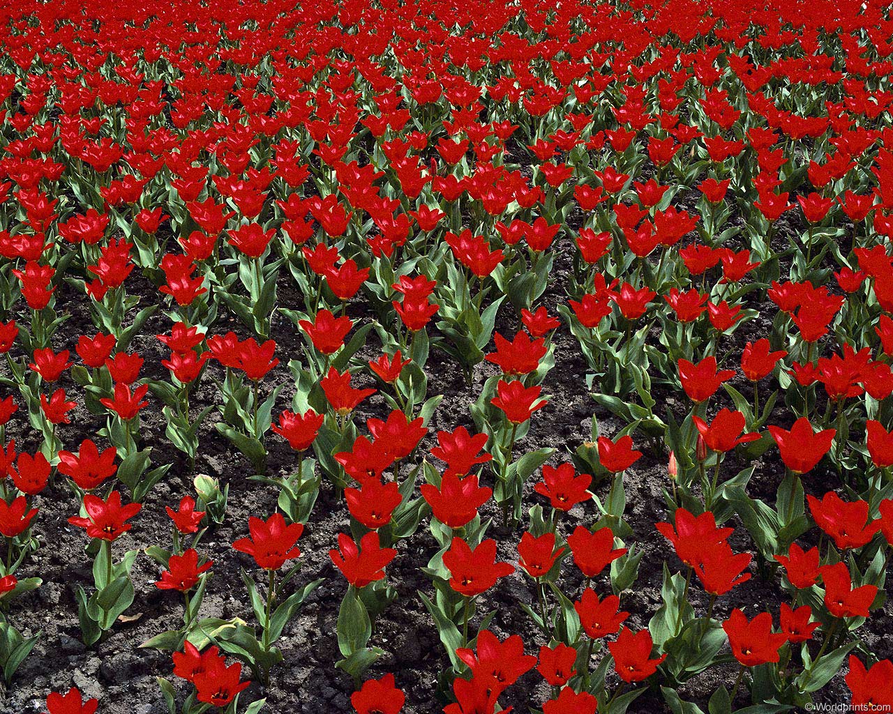  flowers flower    