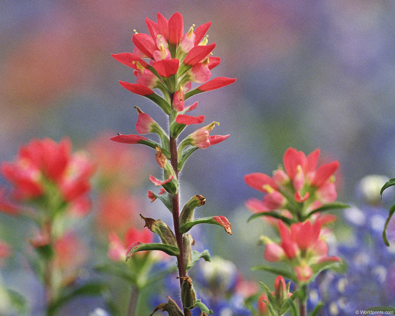  flowers flower    