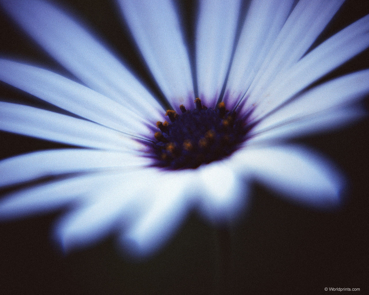  flowers flower    