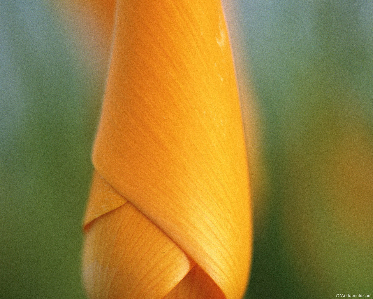  flowers flower    