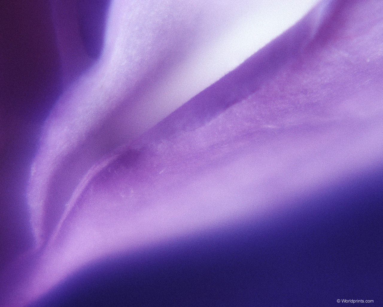  flowers flower    