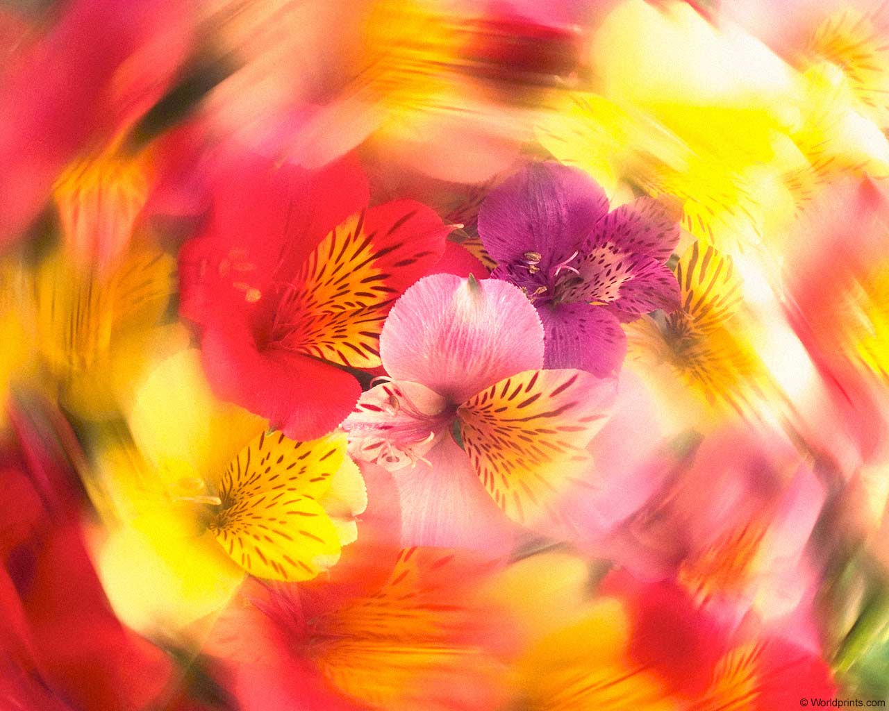  flowers flower    