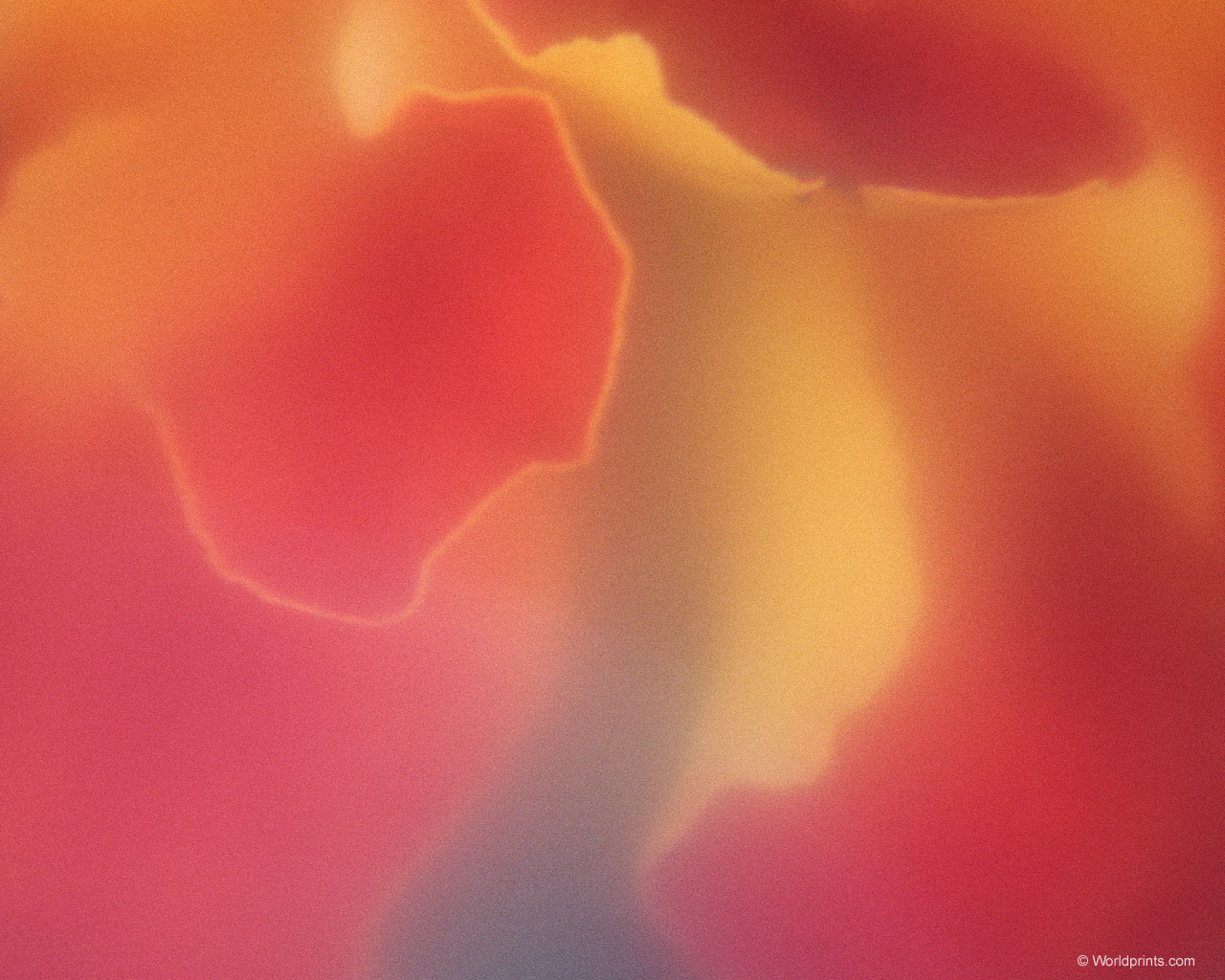  flowers flower    