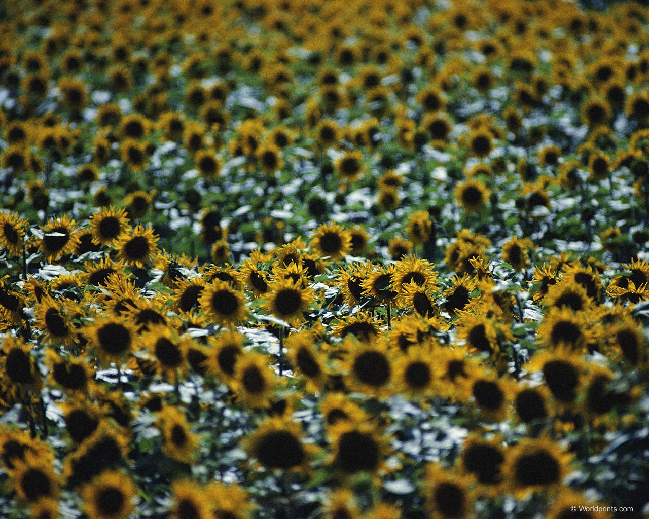  flowers flower    