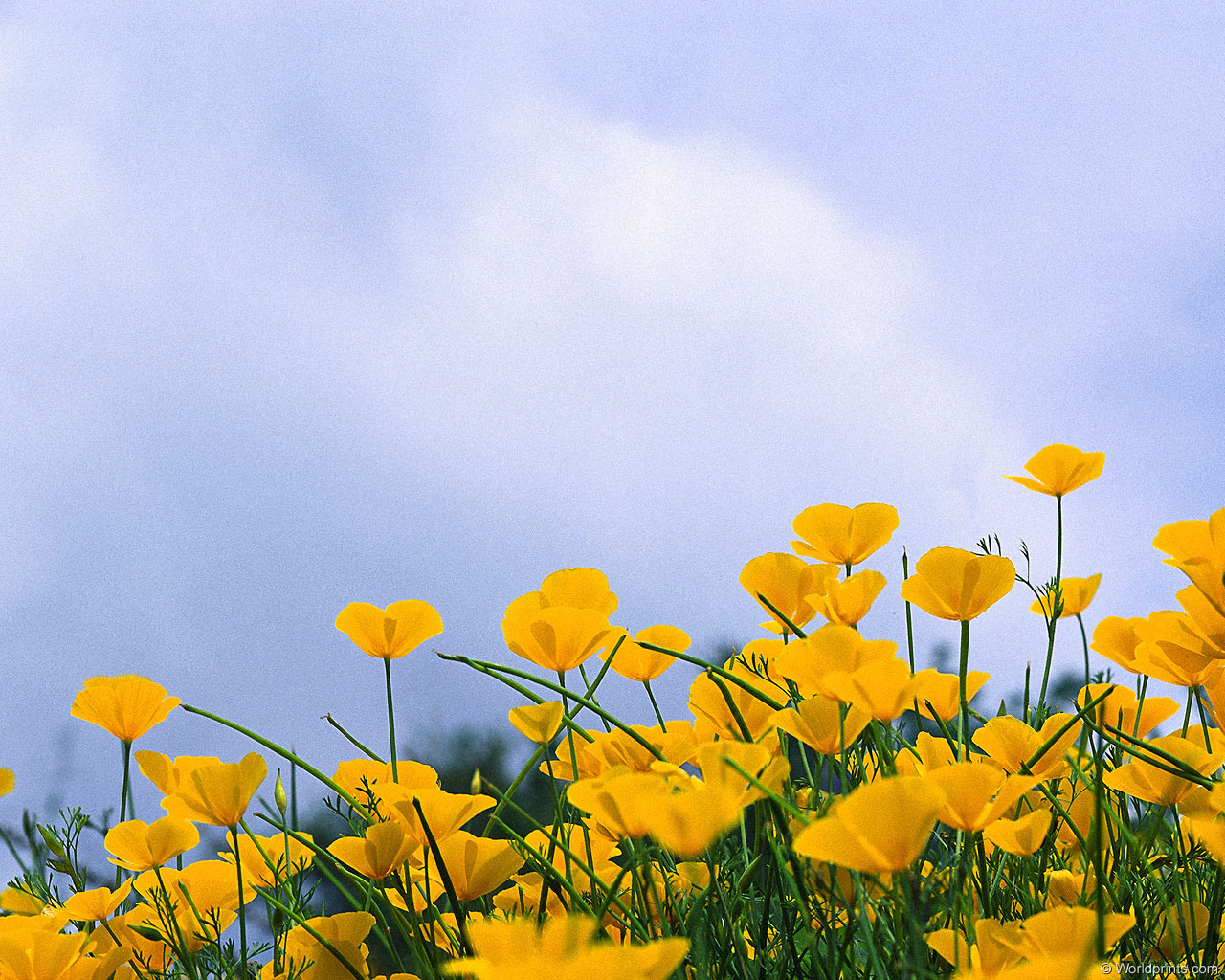  flowers flower    