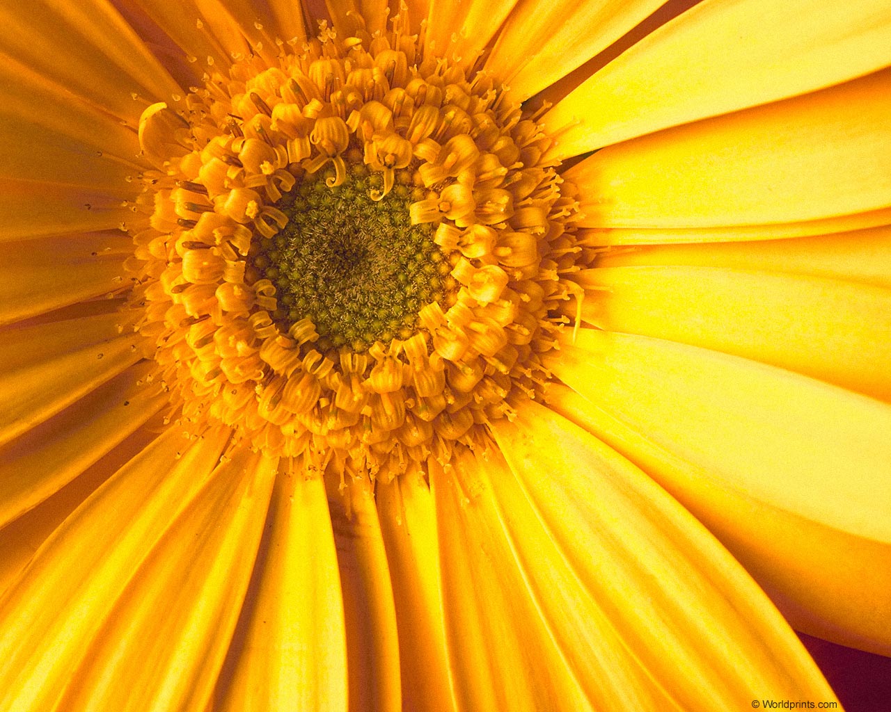  flowers flower    