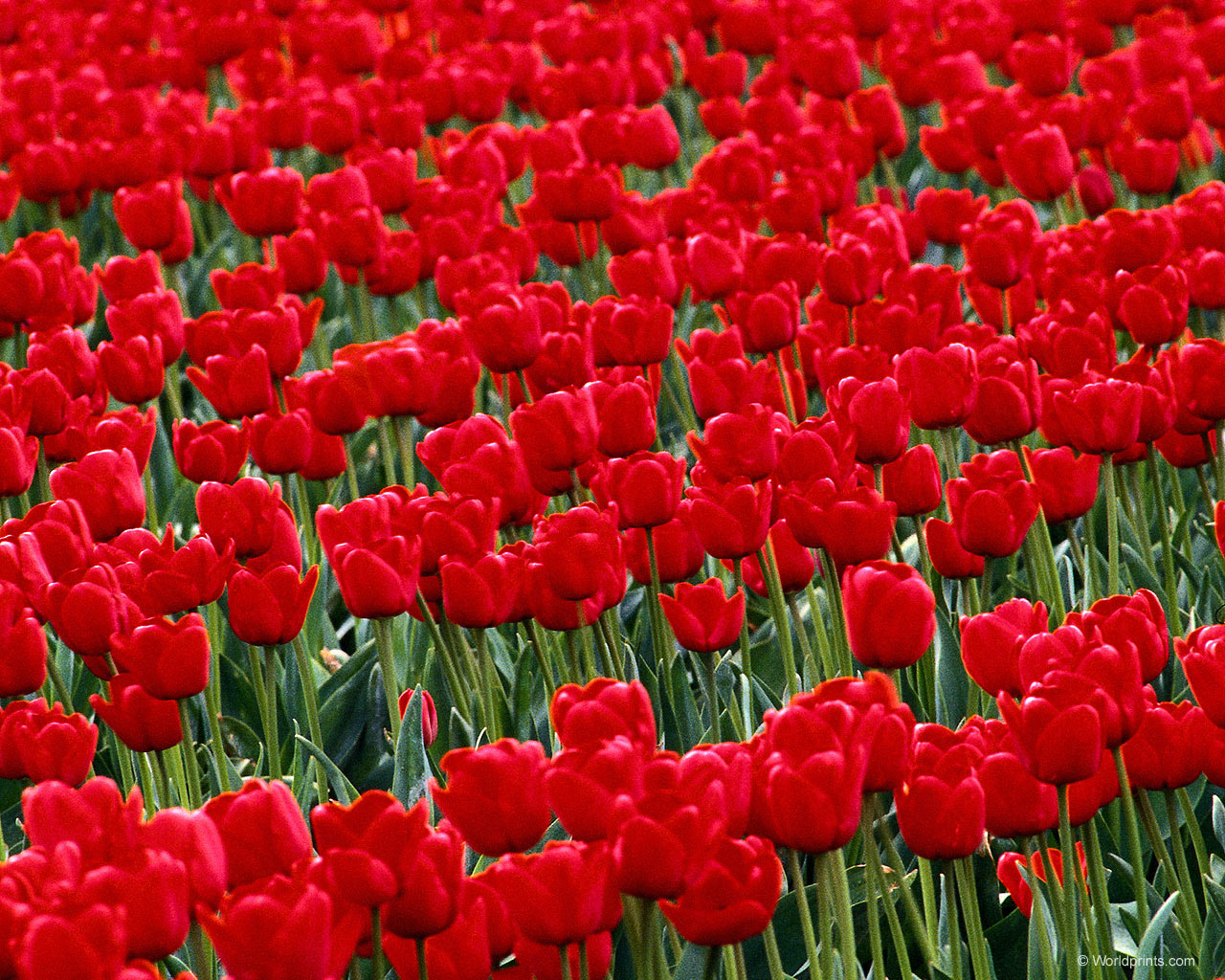  flowers flower    