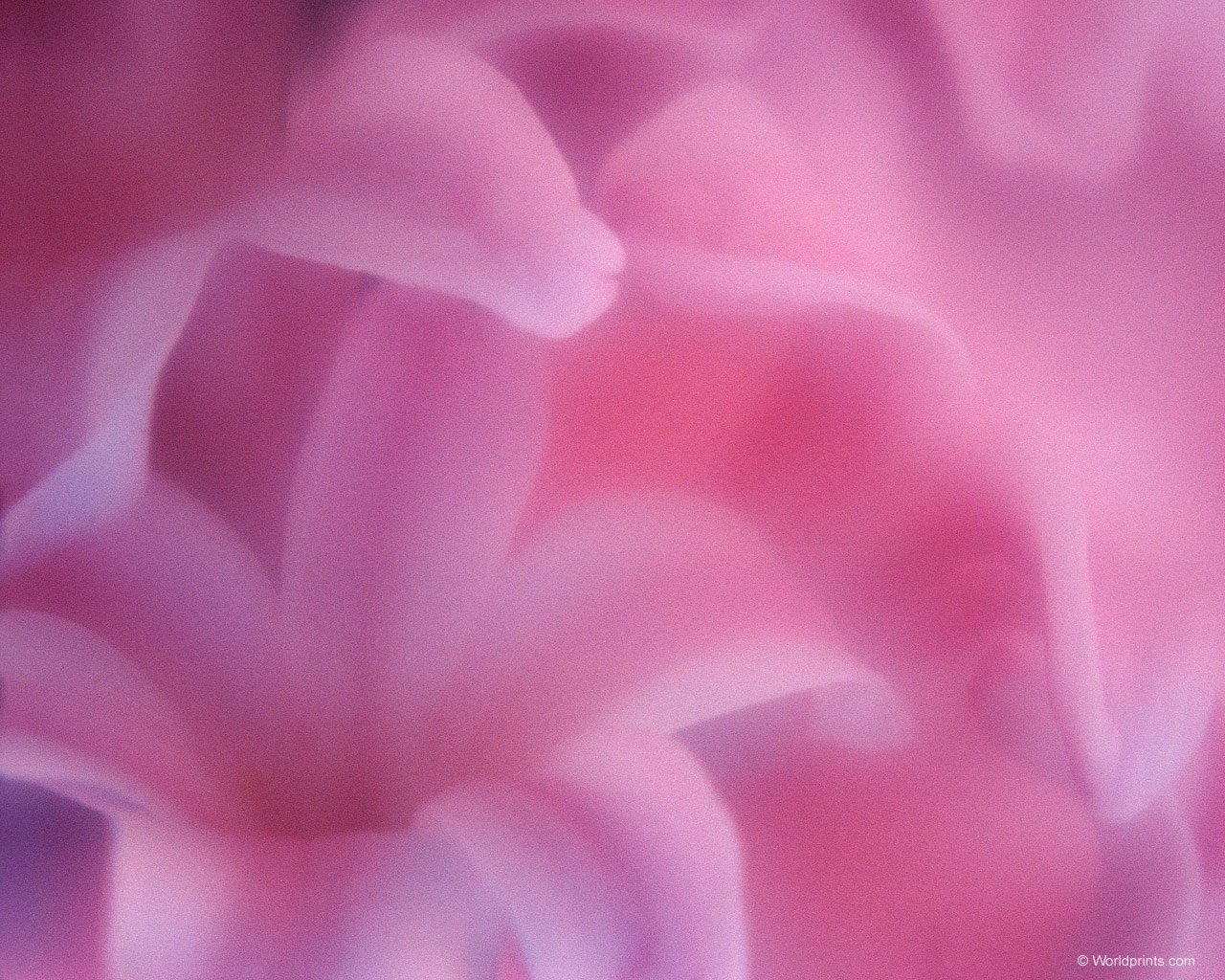  flowers flower    
