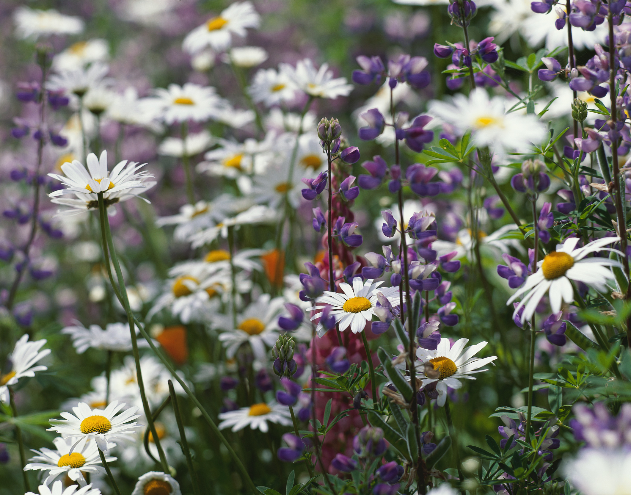  flowers flower    
