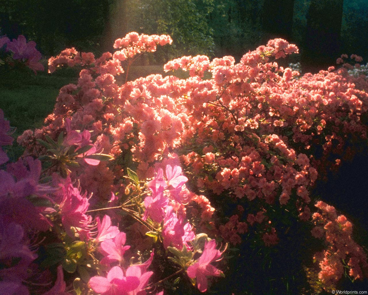  flowers flower    