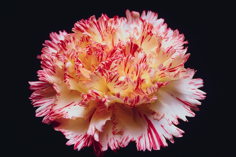  flowers flower    