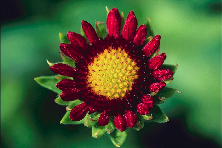 flowers flower    