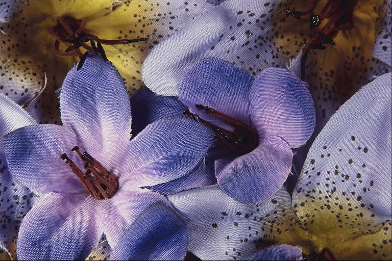  flowers flower    