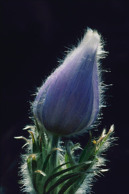  flowers flower    