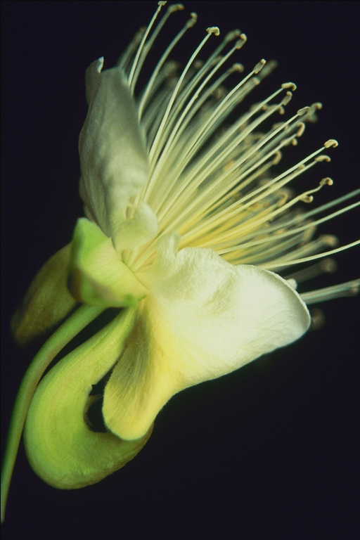  flowers flower    