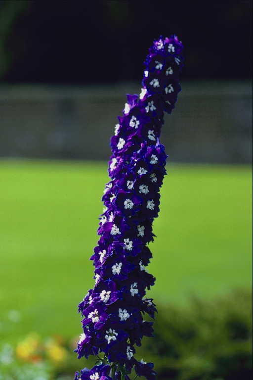  flowers flower    