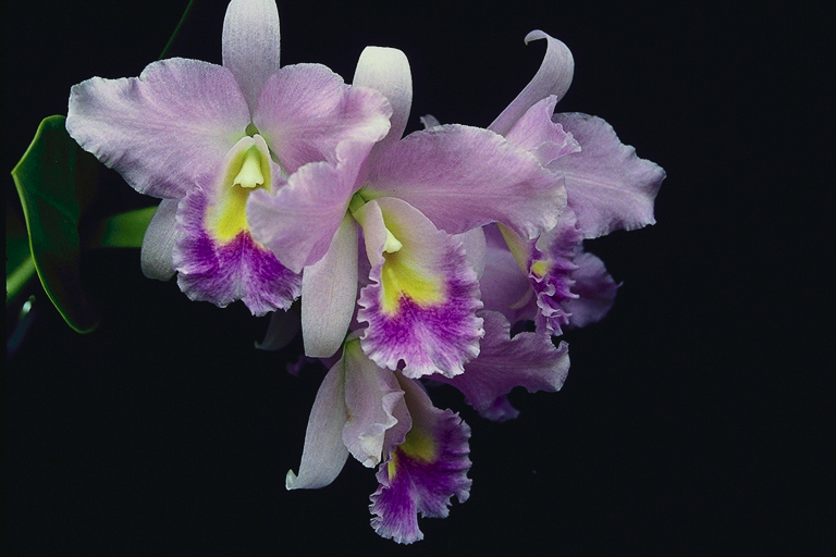  flowers flower    