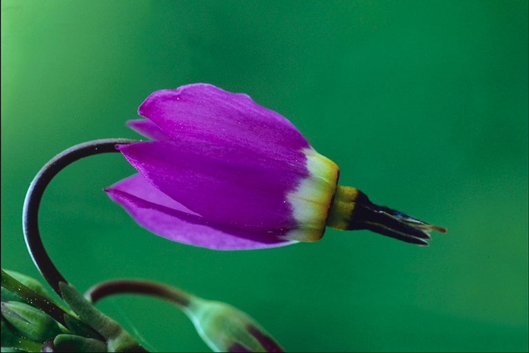  flowers flower    