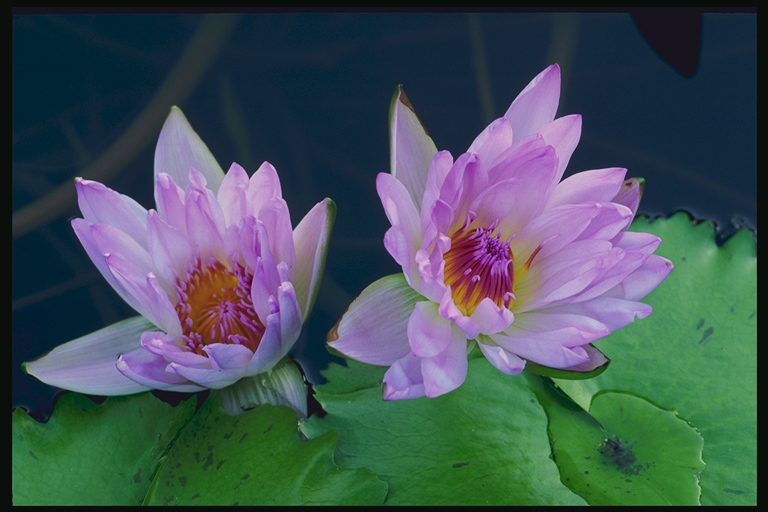  flowers flower    