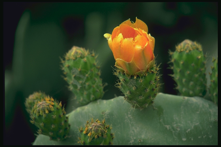  flowers flower    