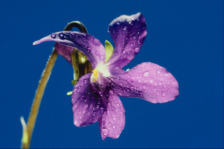  flowers flower    