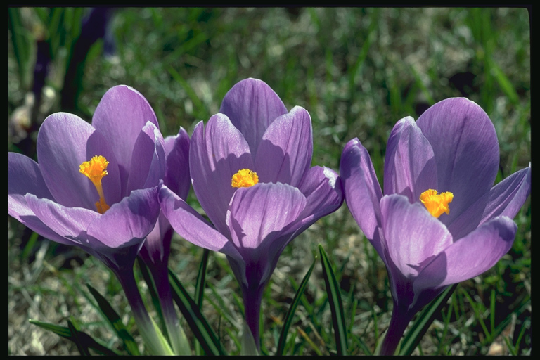  flowers flower    